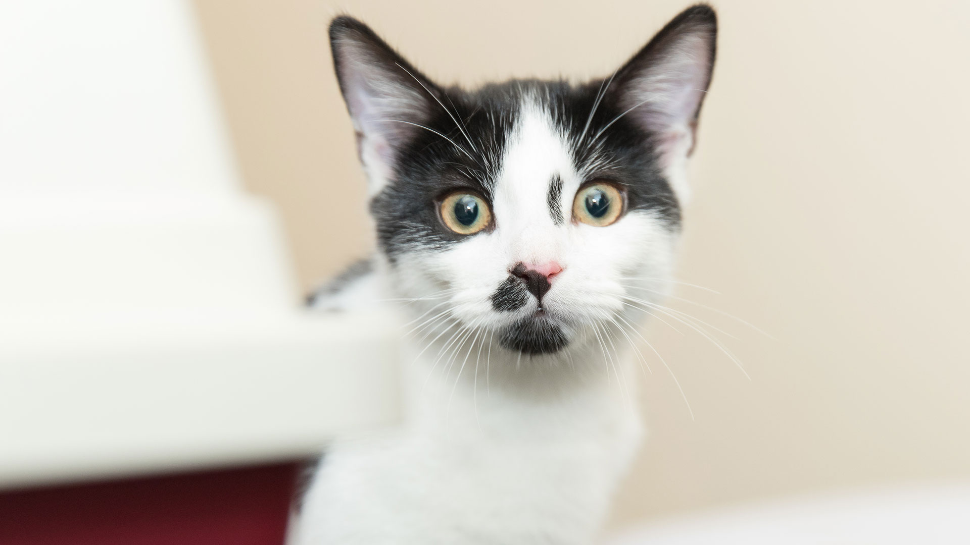 Veterinary Nurse Clinics in Frodsham Ashcroft Veterinary Surgery