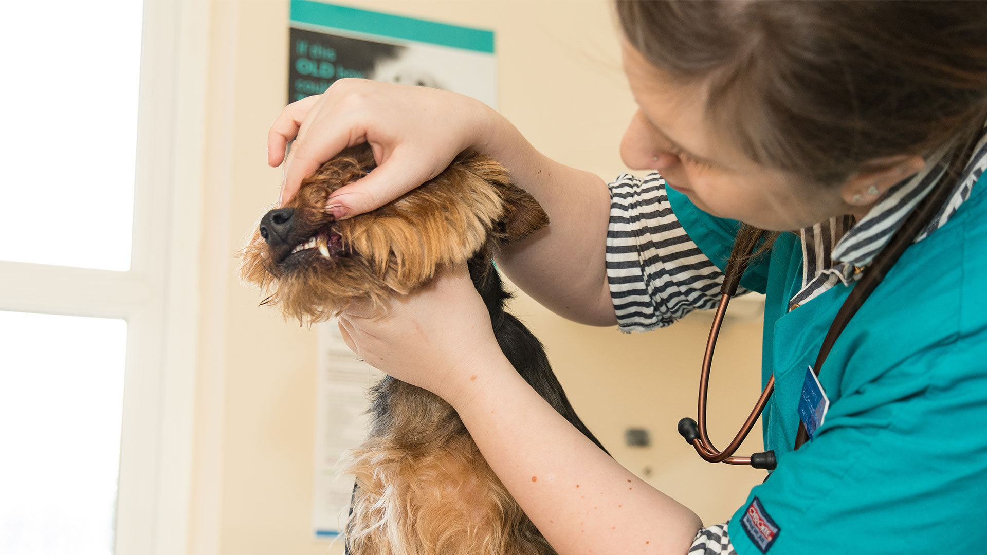 Pet Advice from your local Cheshire Vets Ashcroft Veterinary Surgery