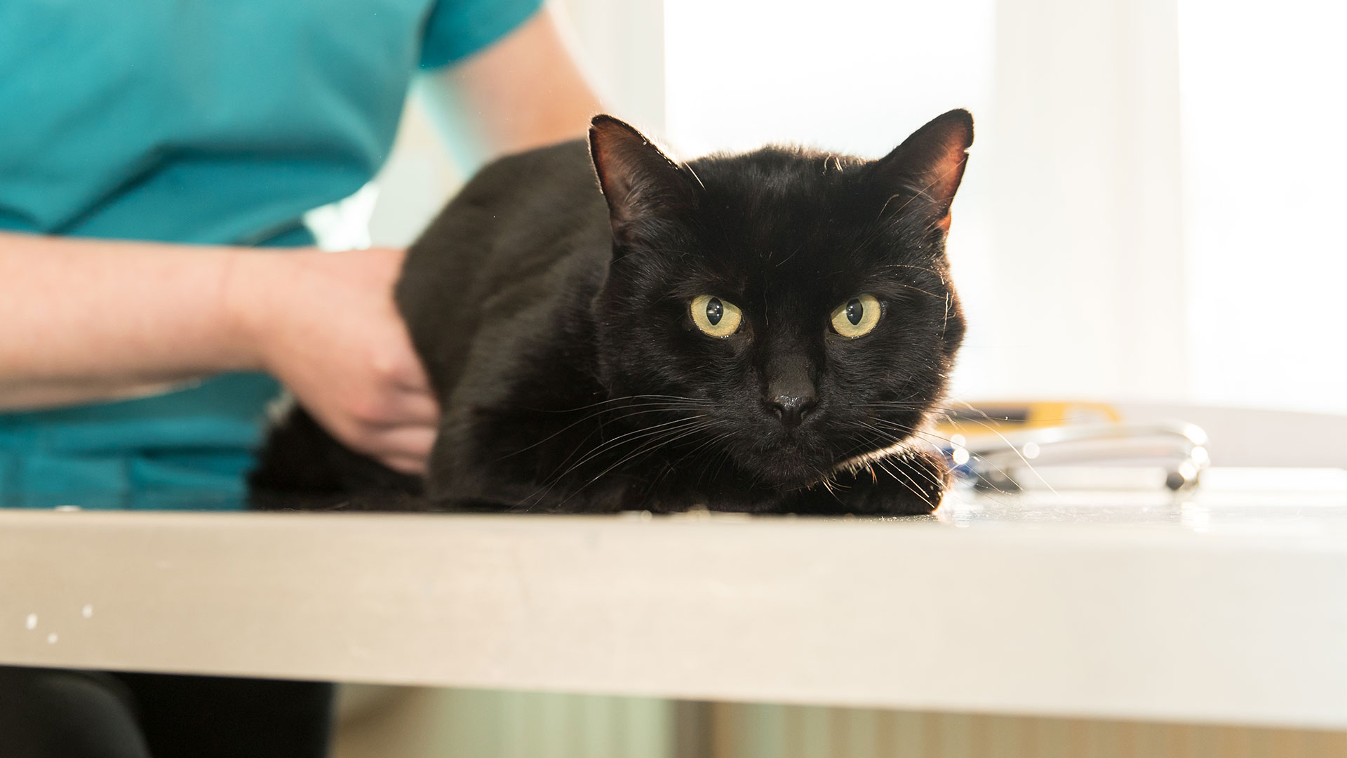 Vet Services in Cheshire Frodsham Ashcroft Veterinary Surgery