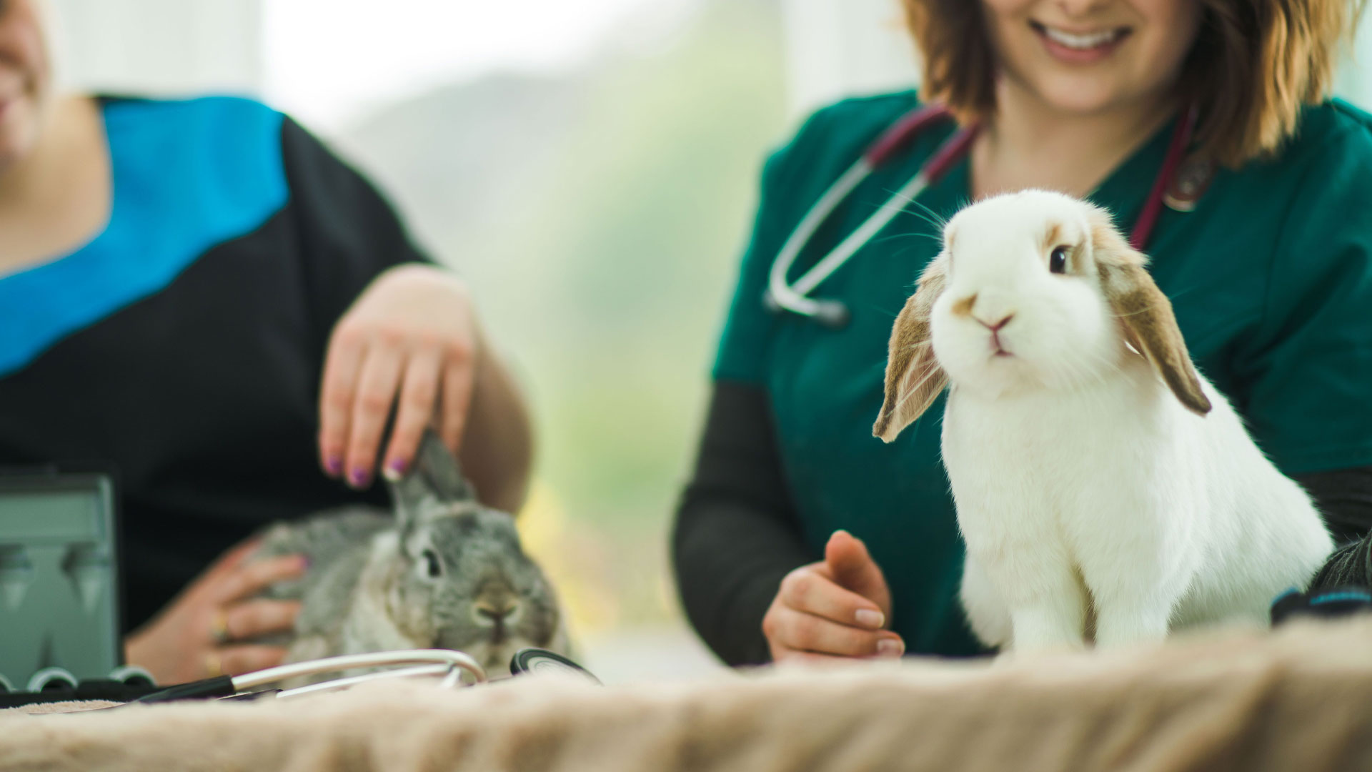 Ashleigh Vets Sale Branch Local Vets in Chorlton and Sale Ashleigh