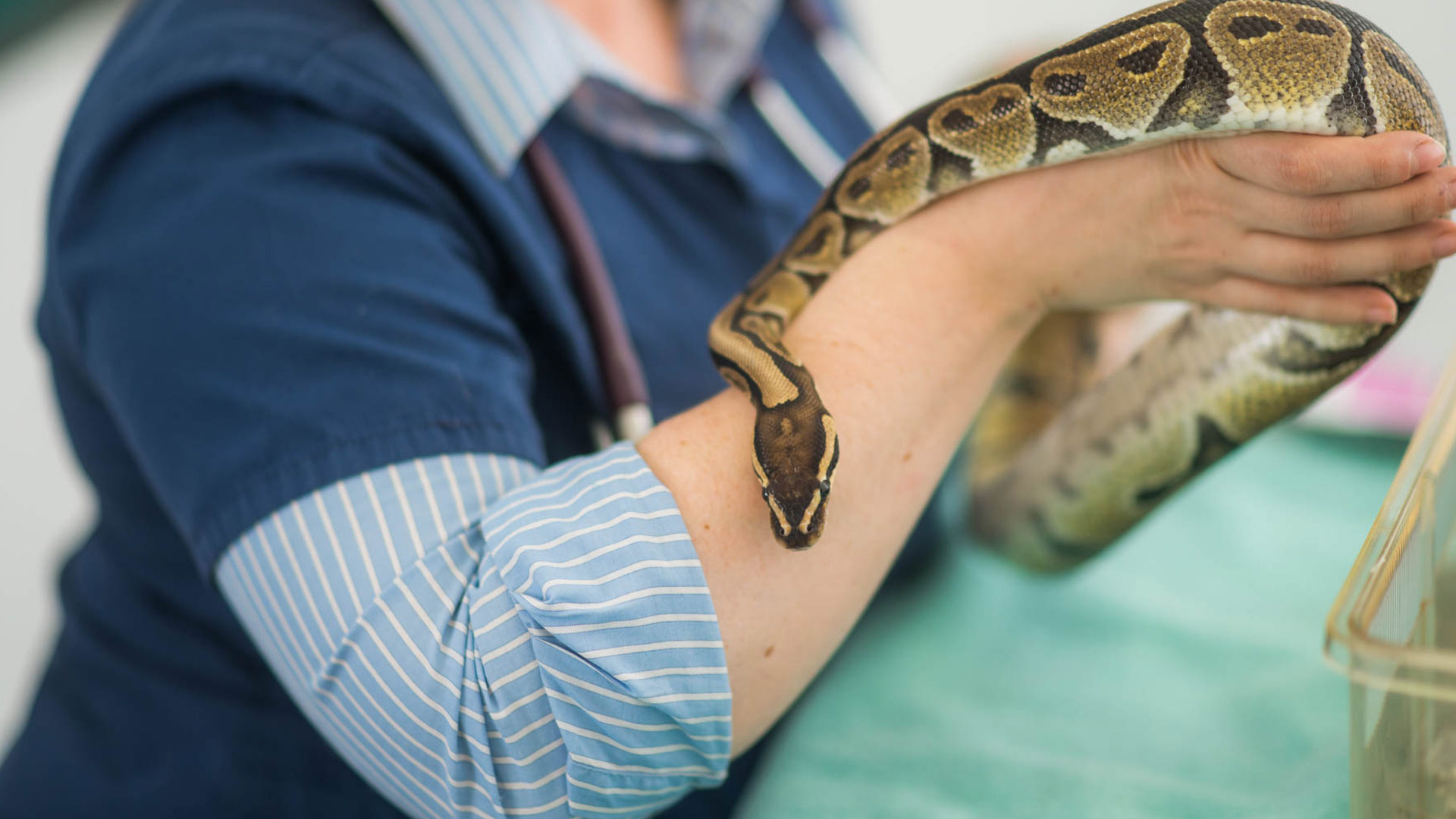 Avian and Exotics Clinic Local Vets in Chorlton and Sale Ashleigh