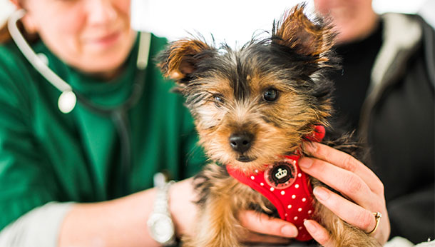 puppy pack vets near me