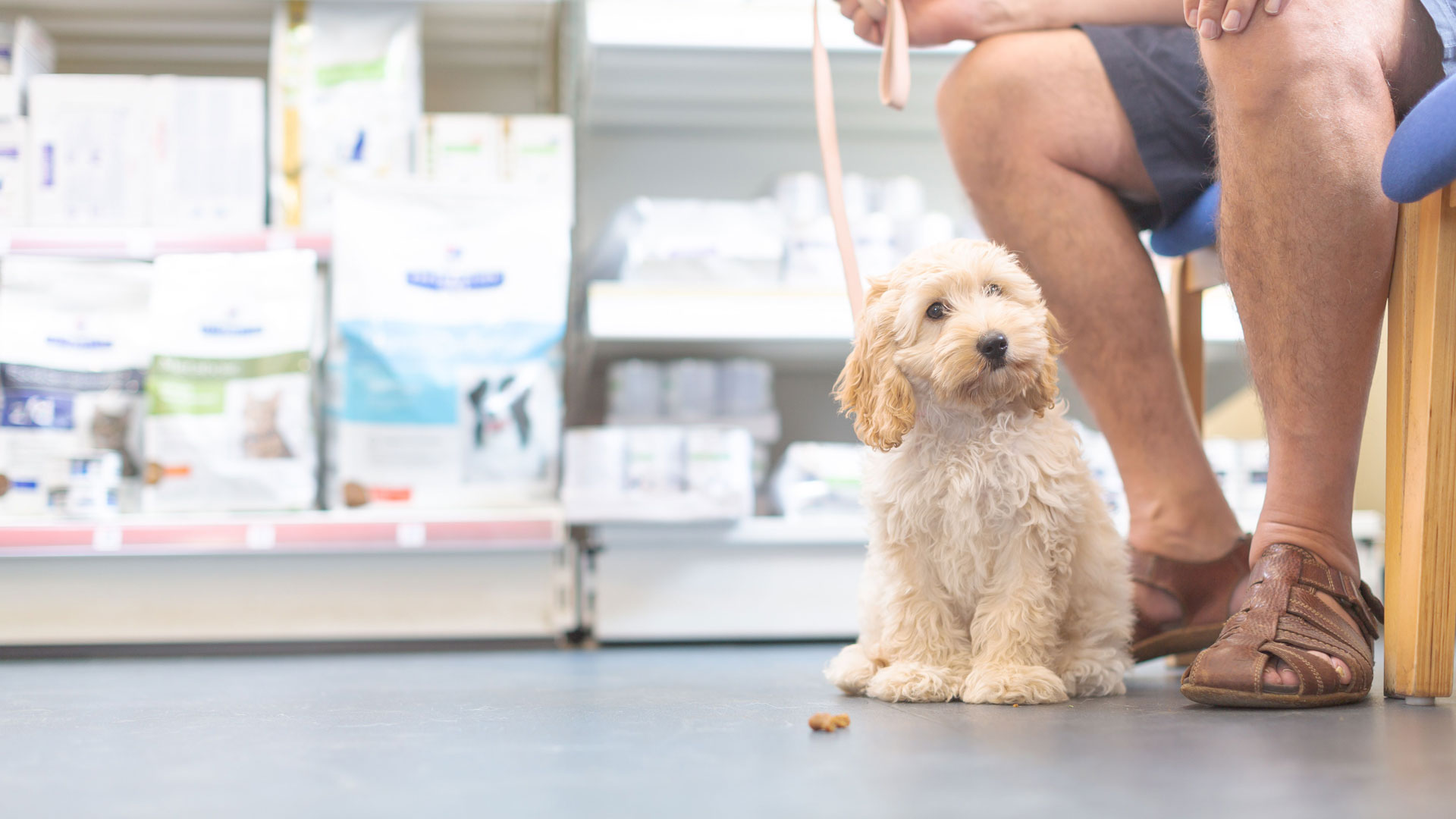 Small Animal Local vets in Lanarkshire Avondale Vets