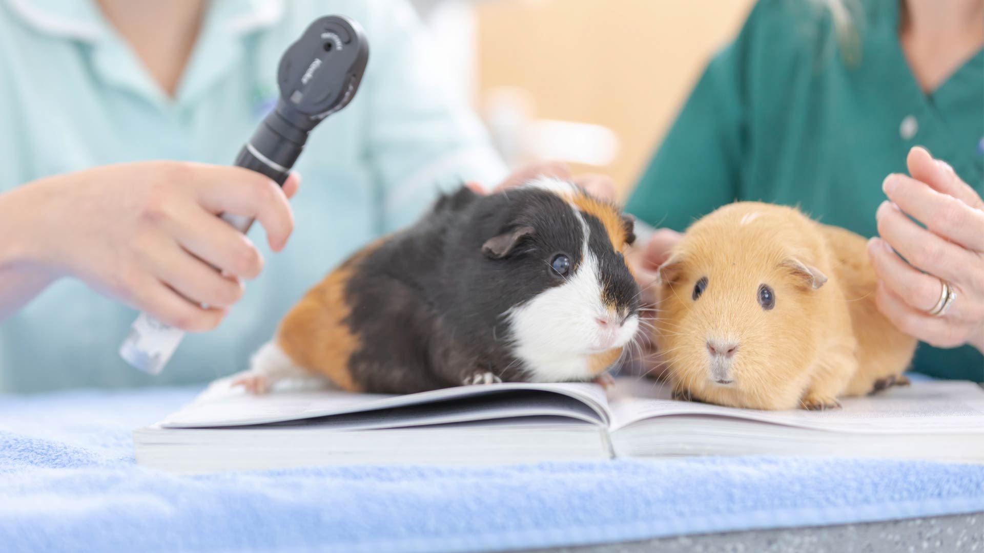 Guinea Pig Advice Local Vets in Somerset Axe Valley Vets