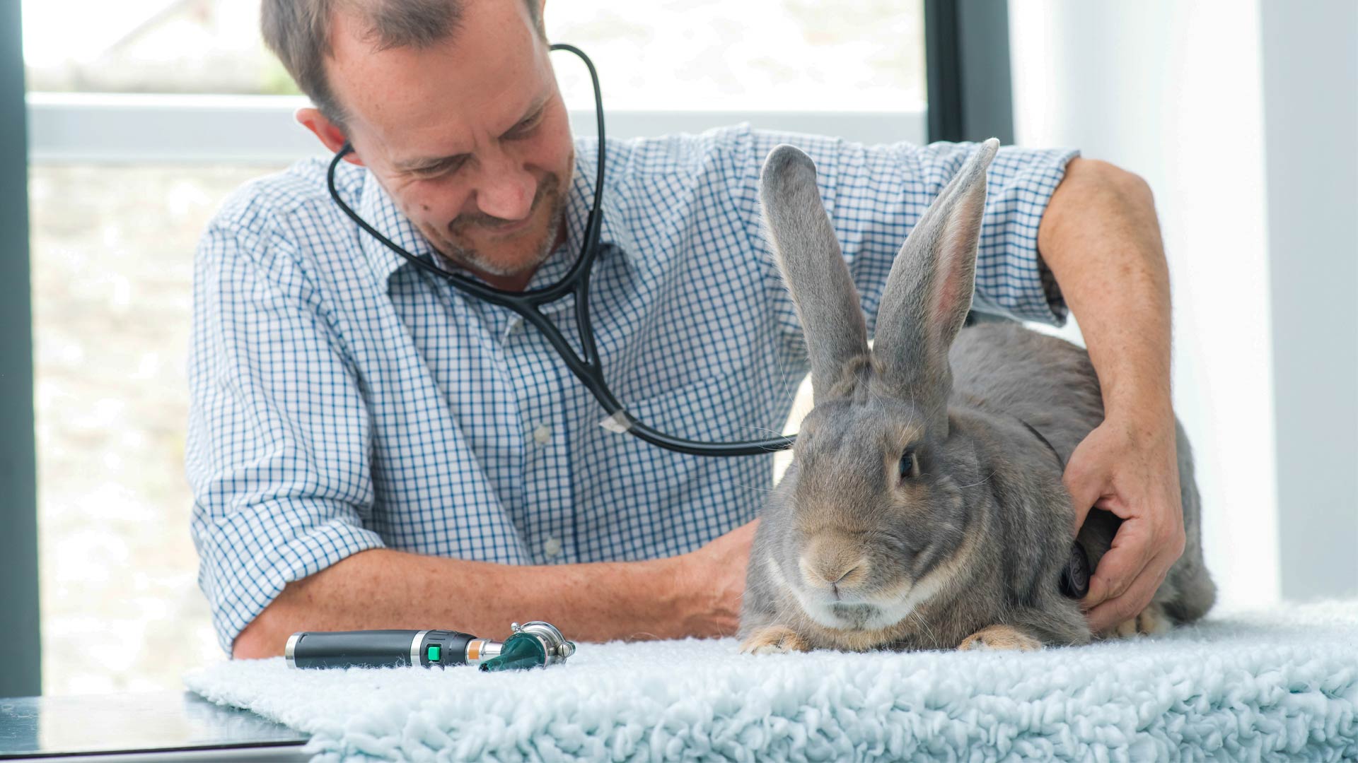 Vet Referrals Local Vets in Somerset Axe Valley Vets