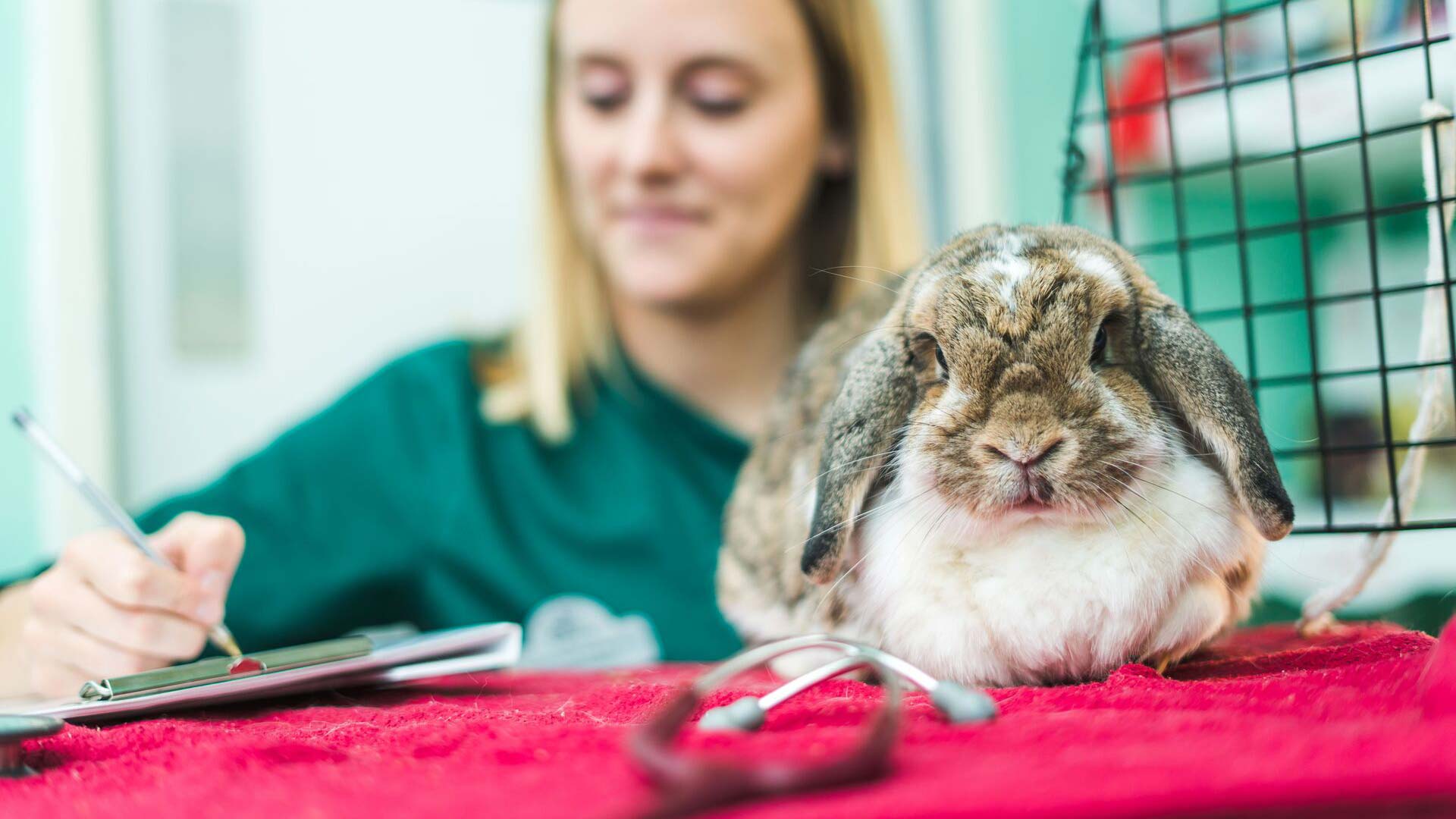 Rabbit Advice Local Vets in Somerset Axe Valley Vets