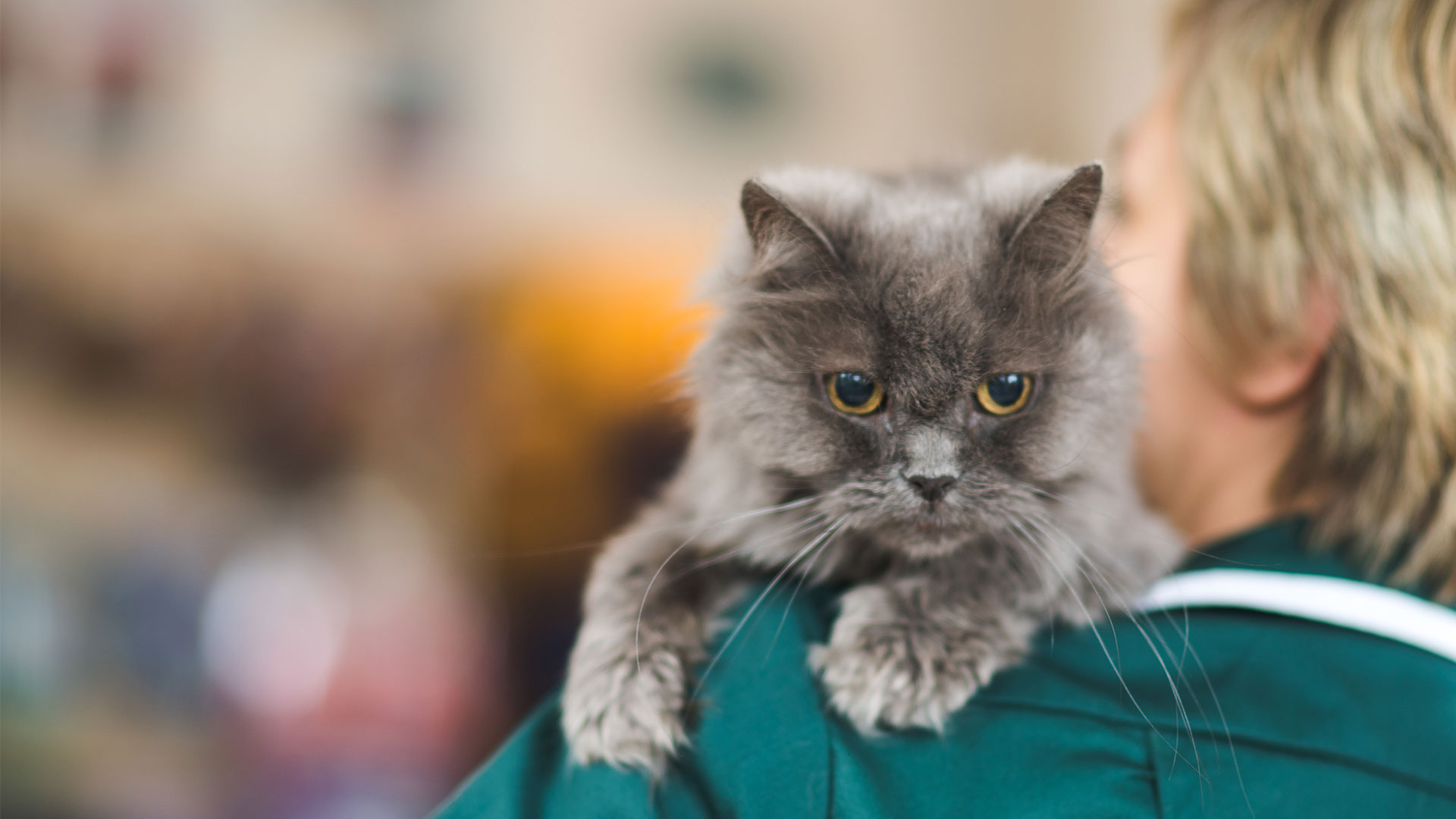 Anesthetic Information | Woolwich and Charlton - Barrier Animal Care Clinic Anesthetic Information | Woolwich and Charlton - Barrier Animal Care Clinic
