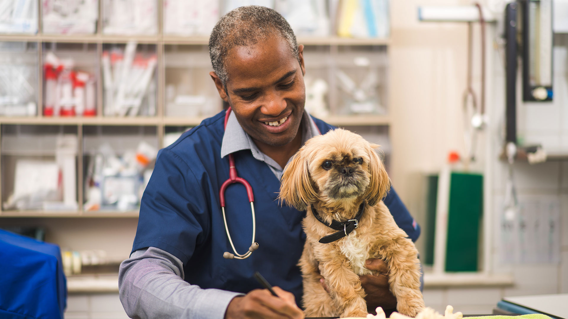 Blog Page | Vets in Woolwich and Charlton - Barrier Animal Care Clinic