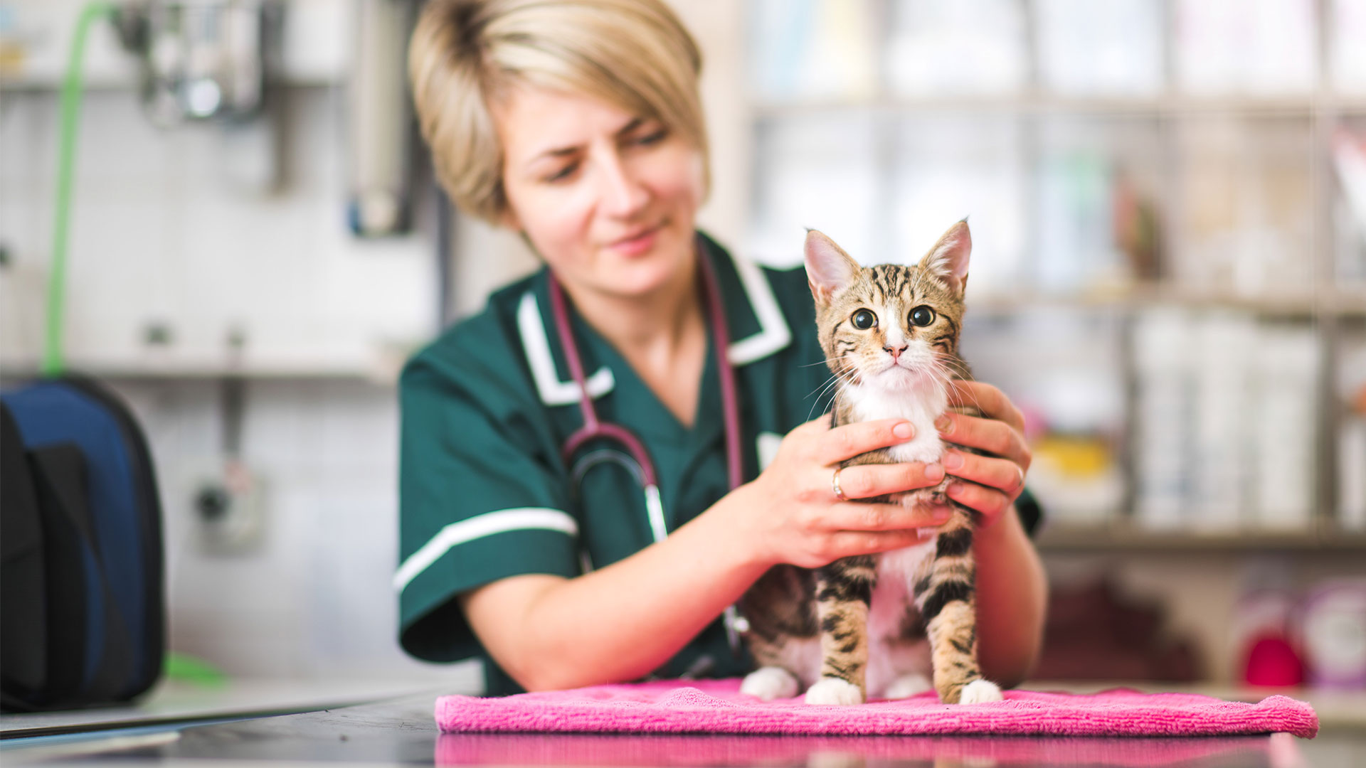 Cat Advice | Vets in Woolwhich and Charlton - Barrier Animal Care Clinic