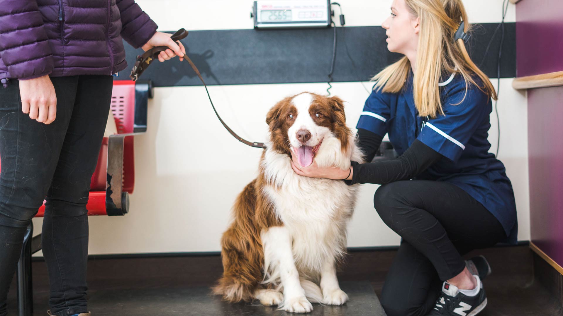 Animal Laser Therapy | Local Vets in Kent - Barrow Hill