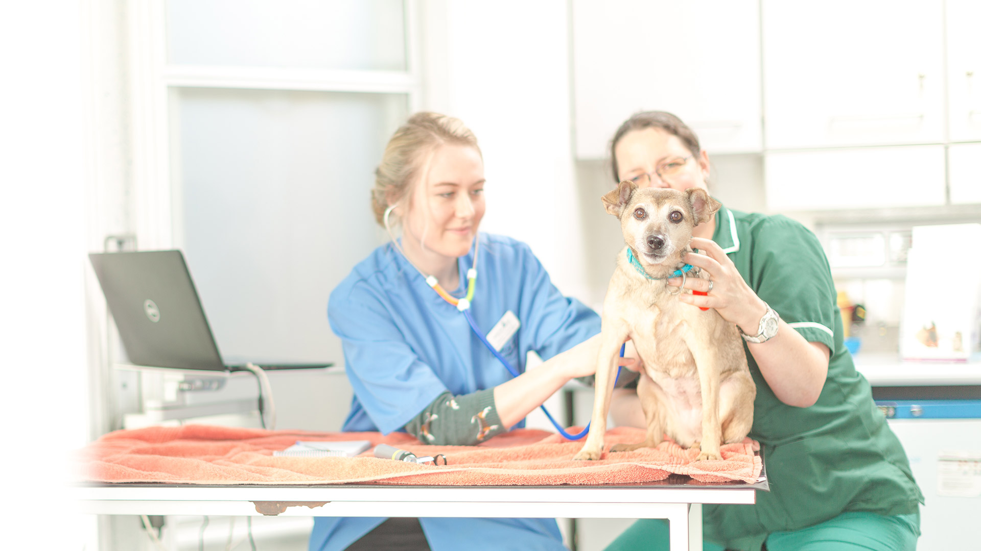 Vets in Hemel Hempstead Meet the Team Barton Lodge Veterinary Centre