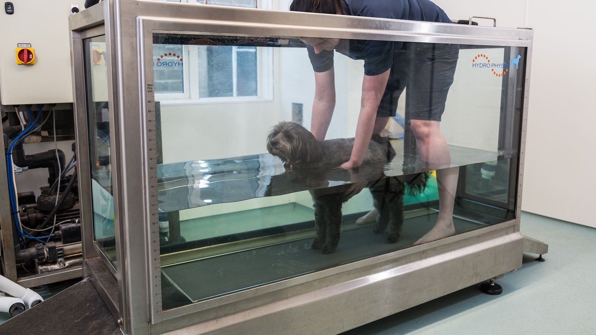 Client Charter Bath Canine Hydrotherapy