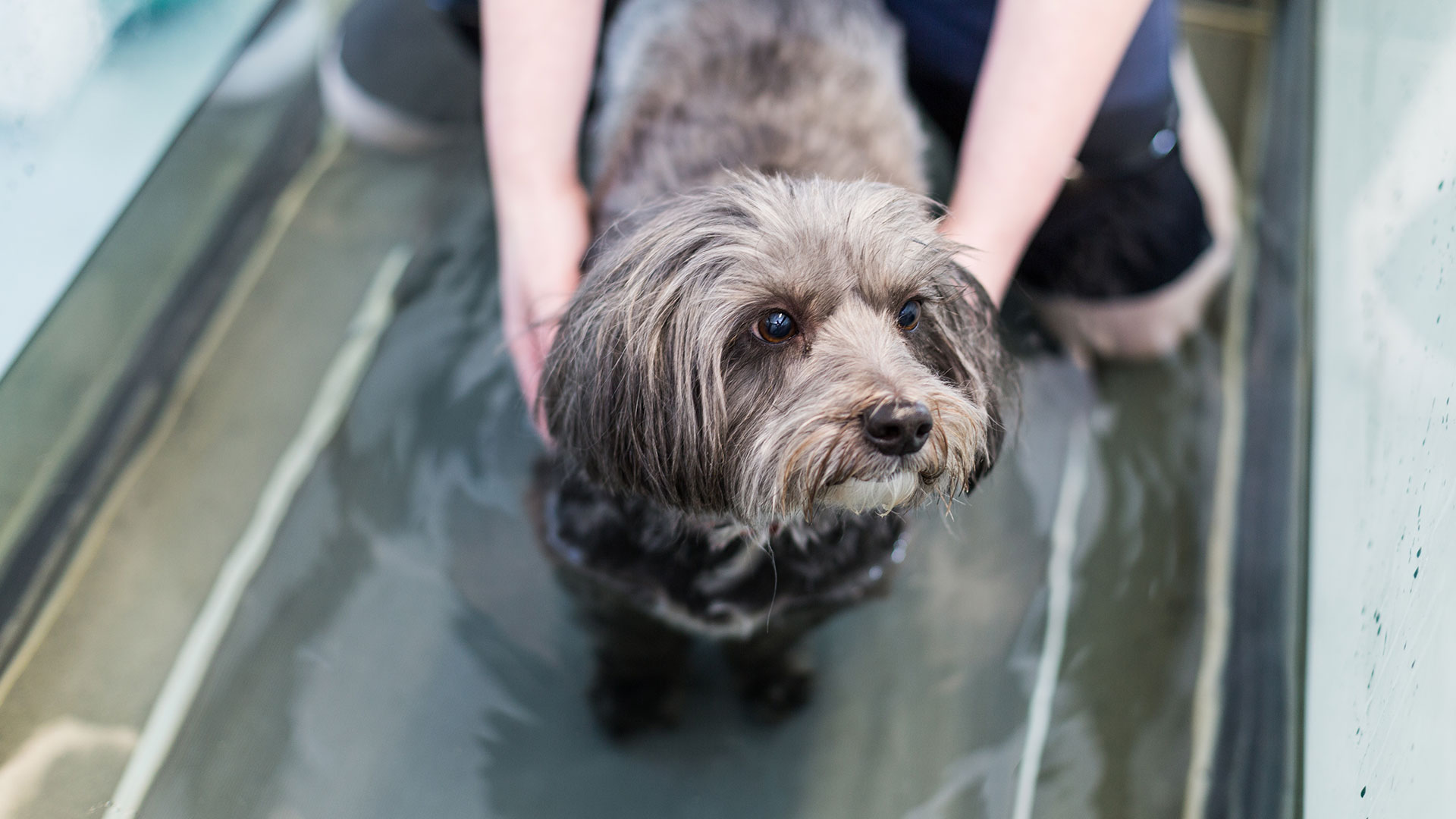 Contact Bath Canine Hydrotherapy in Bath Bath Canine