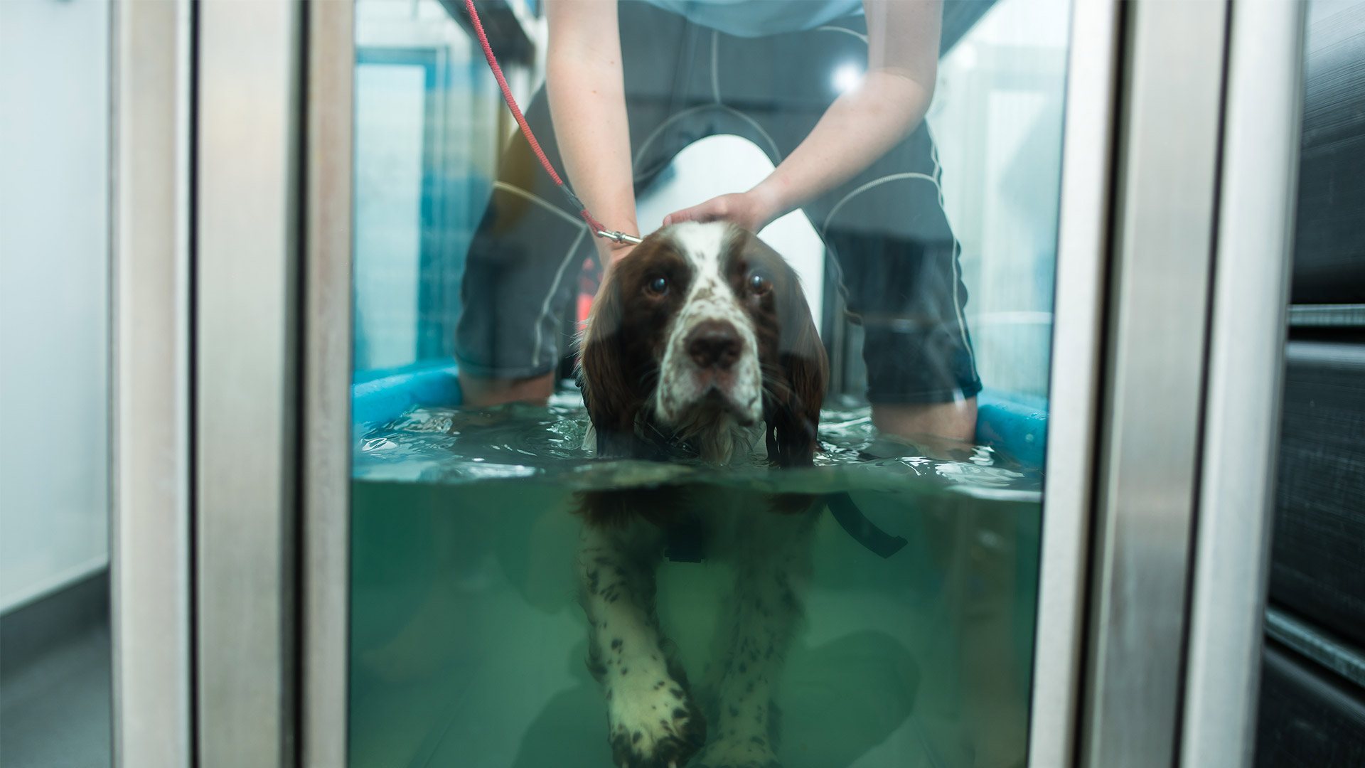 Hydrotherapy in Bath Physiotherapists in Bath Bath Canine Hydrotherapy