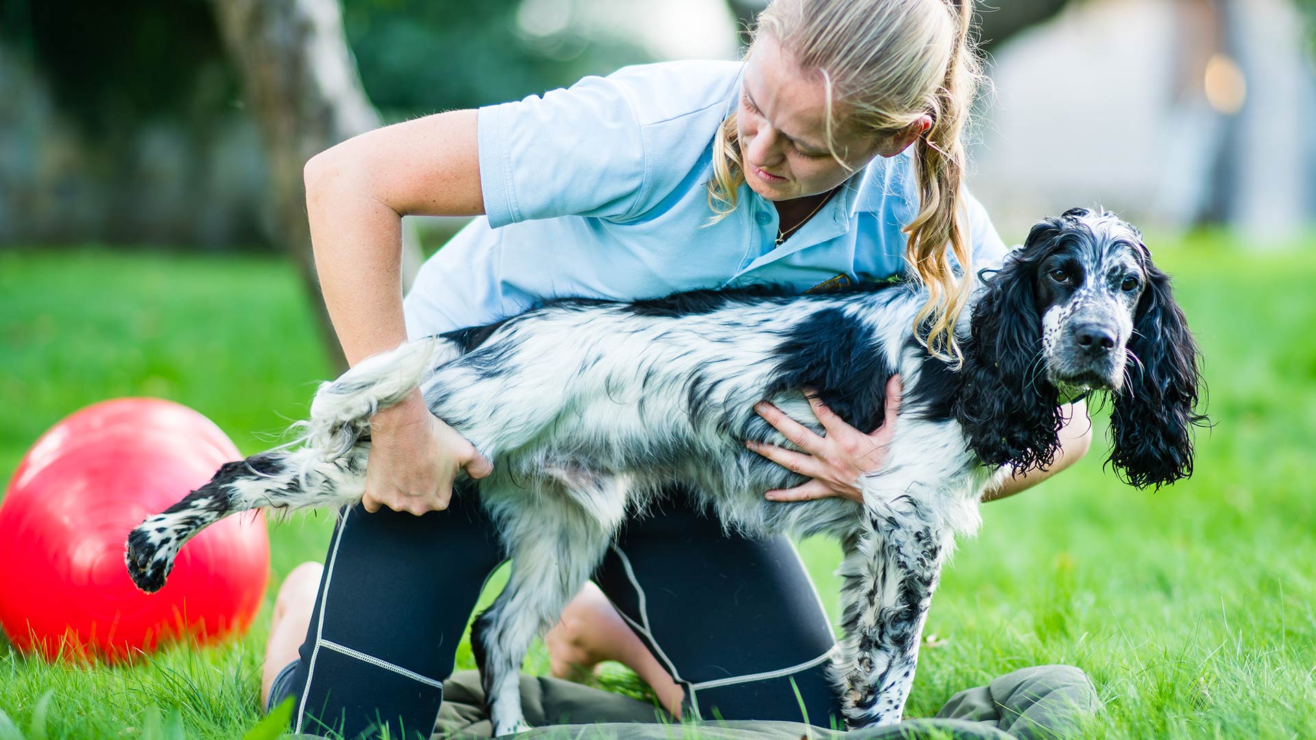 Physiotherapy in Bath Physiotherapists in Bath Bath Canine Hydrotherapy