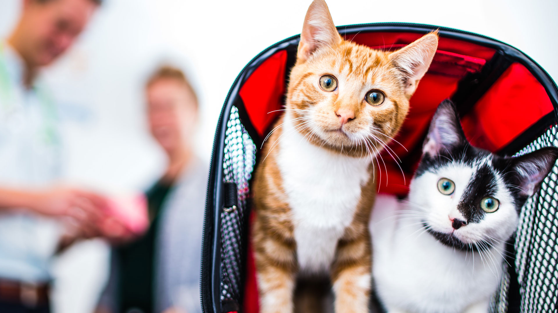 About Bath Cat Clinic Your Local Vet Bath Cat Clinic