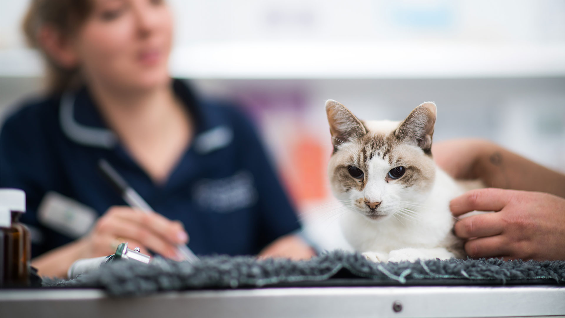 Cat Friendly Surgeries Vets in Bath Bath Vet Group