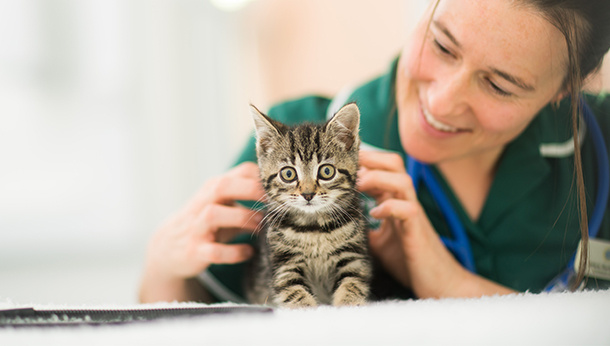 Local Vet Referrals in Bath | Vets in Bath - Bath Vet Referrals