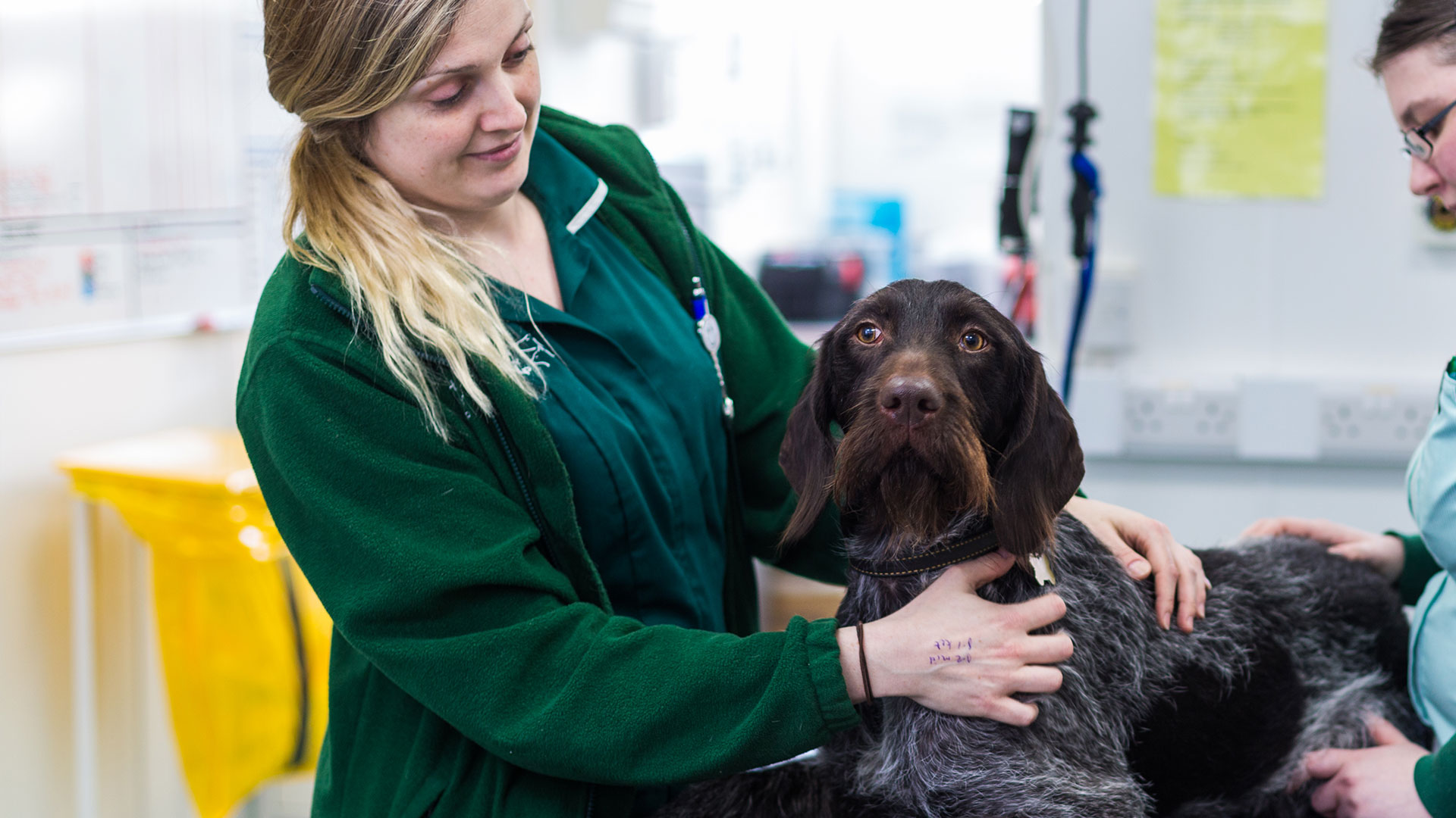 News - Bath Vet Referrals