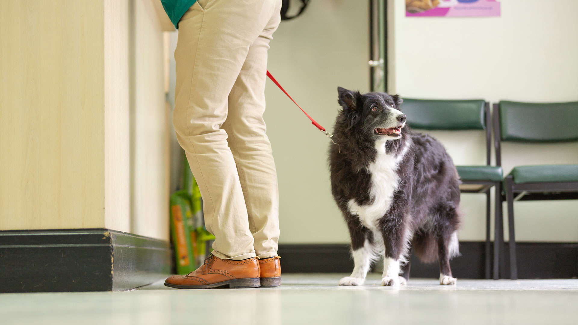 Vet Services at Bell, Brown & Bentley Vets Vets in Leicester Bell