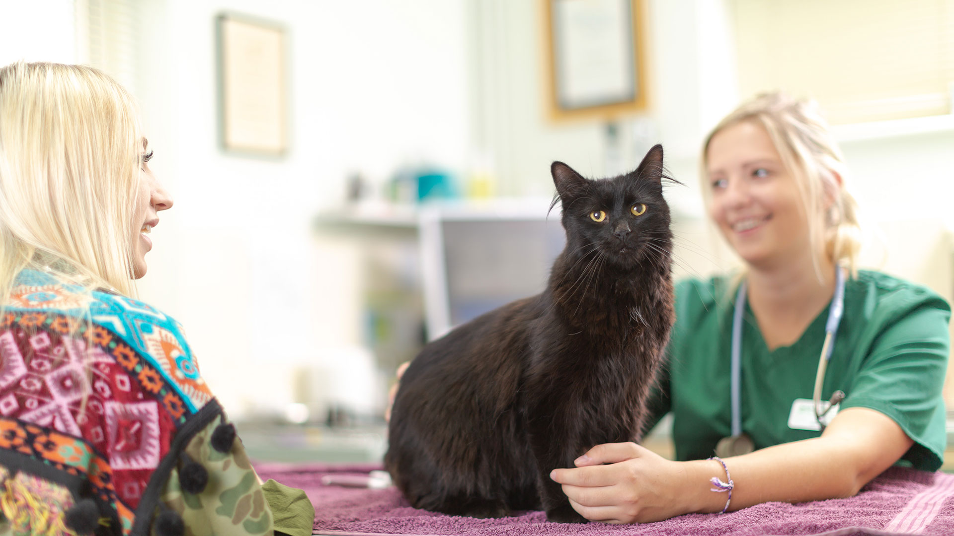 Vet Services at Bell, Brown & Bentley Vets Vets in Leicester Bell