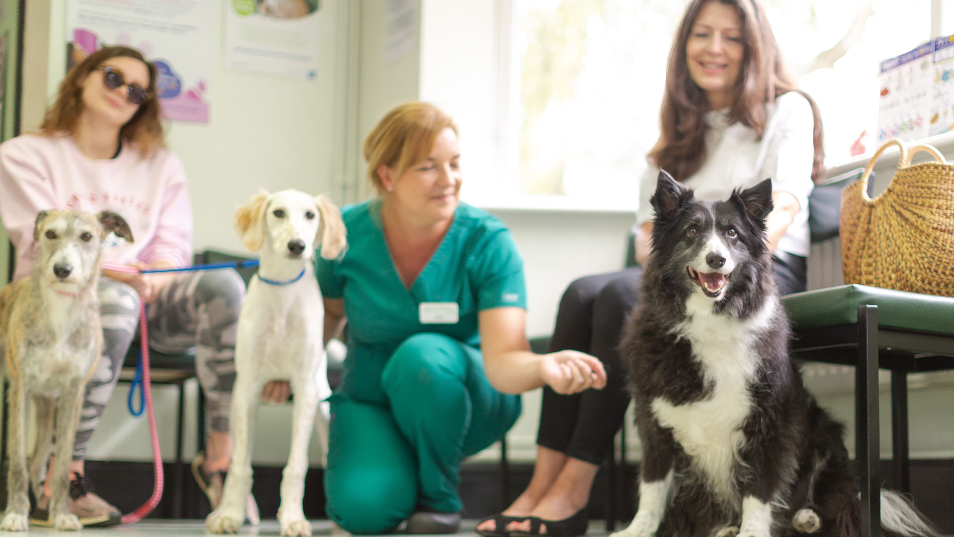 Vet Services at Bell, Brown & Bentley Vets Vets in Leicester Bell