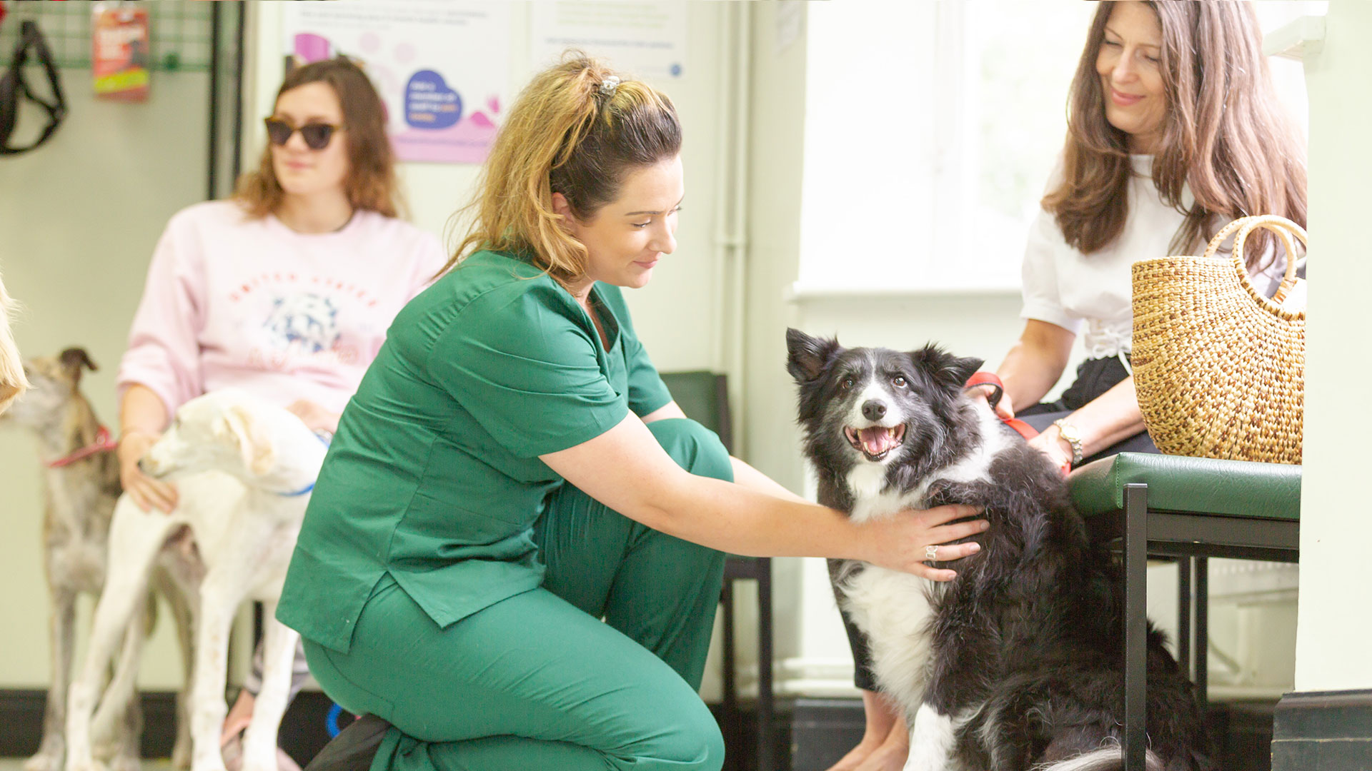 Pet Advice at Bell, Brown & Bentley Vets Vets in Leicester Bell