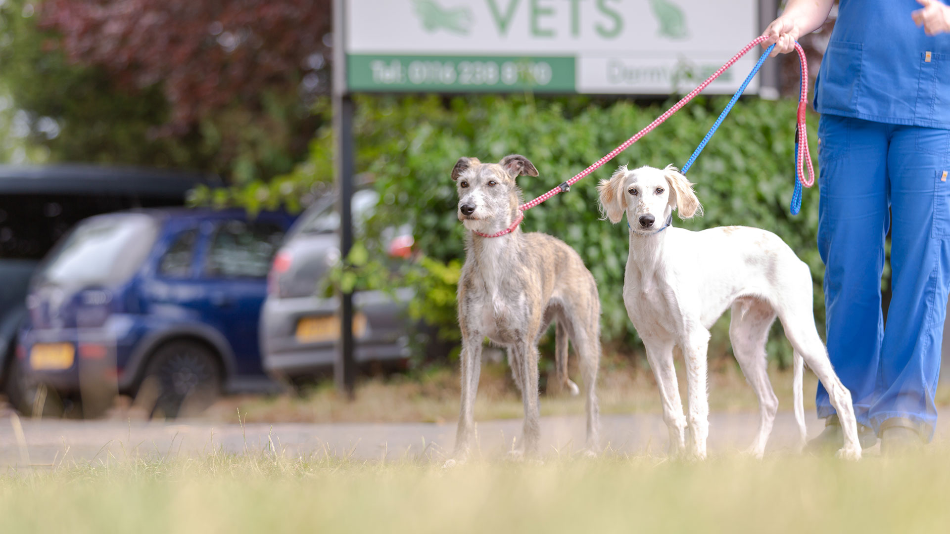 Vet Services at Bell, Brown & Bentley Vets Vets in Leicester Bell