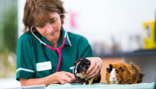 About Beech House Vet Brighton | Your Local Vet - Beech House Vet Brighton