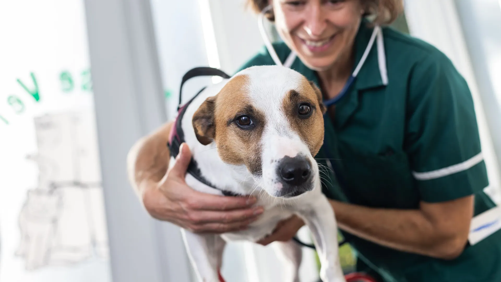 Contact Beech House Vets In Brighton Today - Beech House Vet Brighton