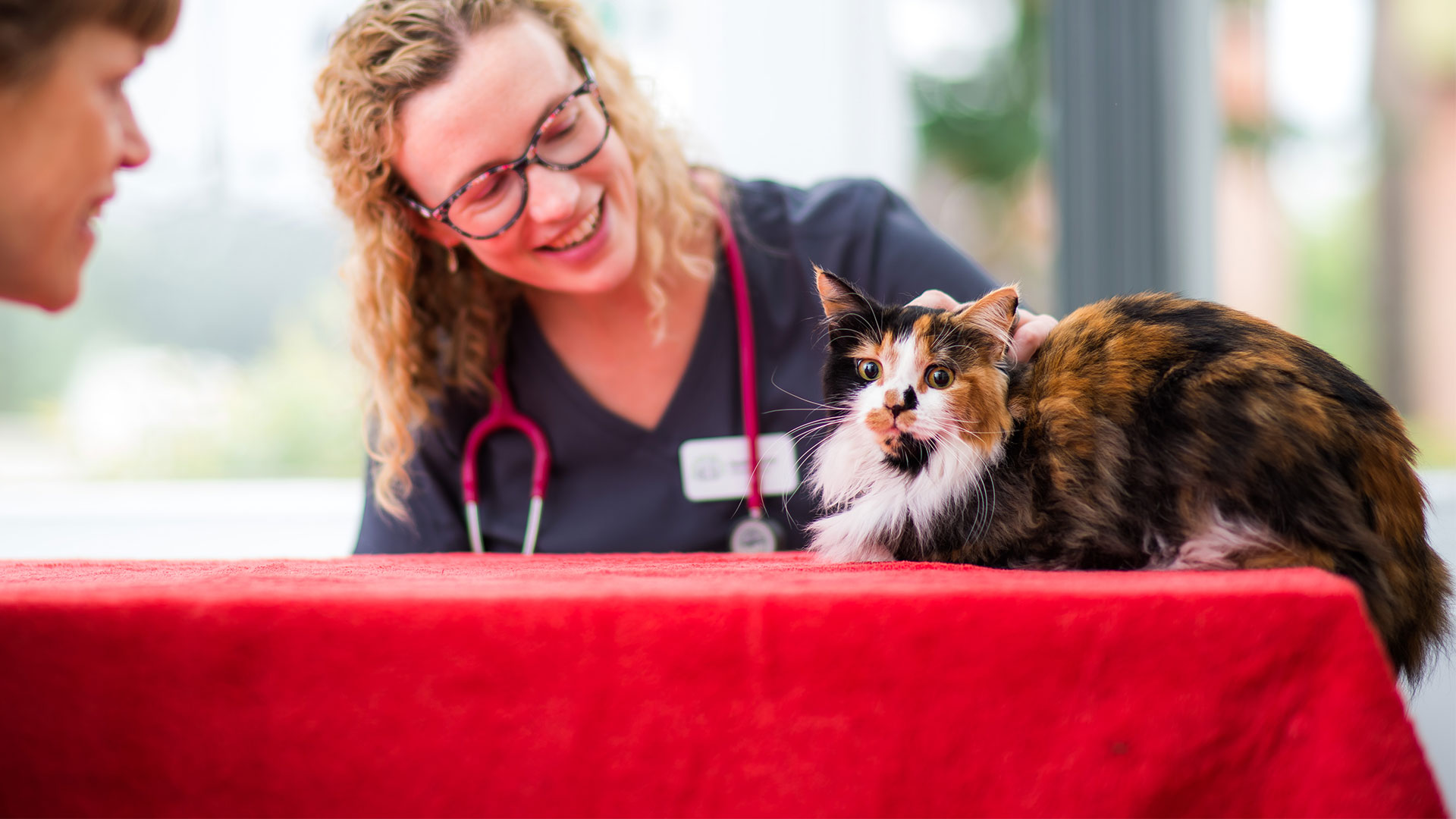 Vet Savings, Offers and Discounts in Brighton Beech House Vet Brighton