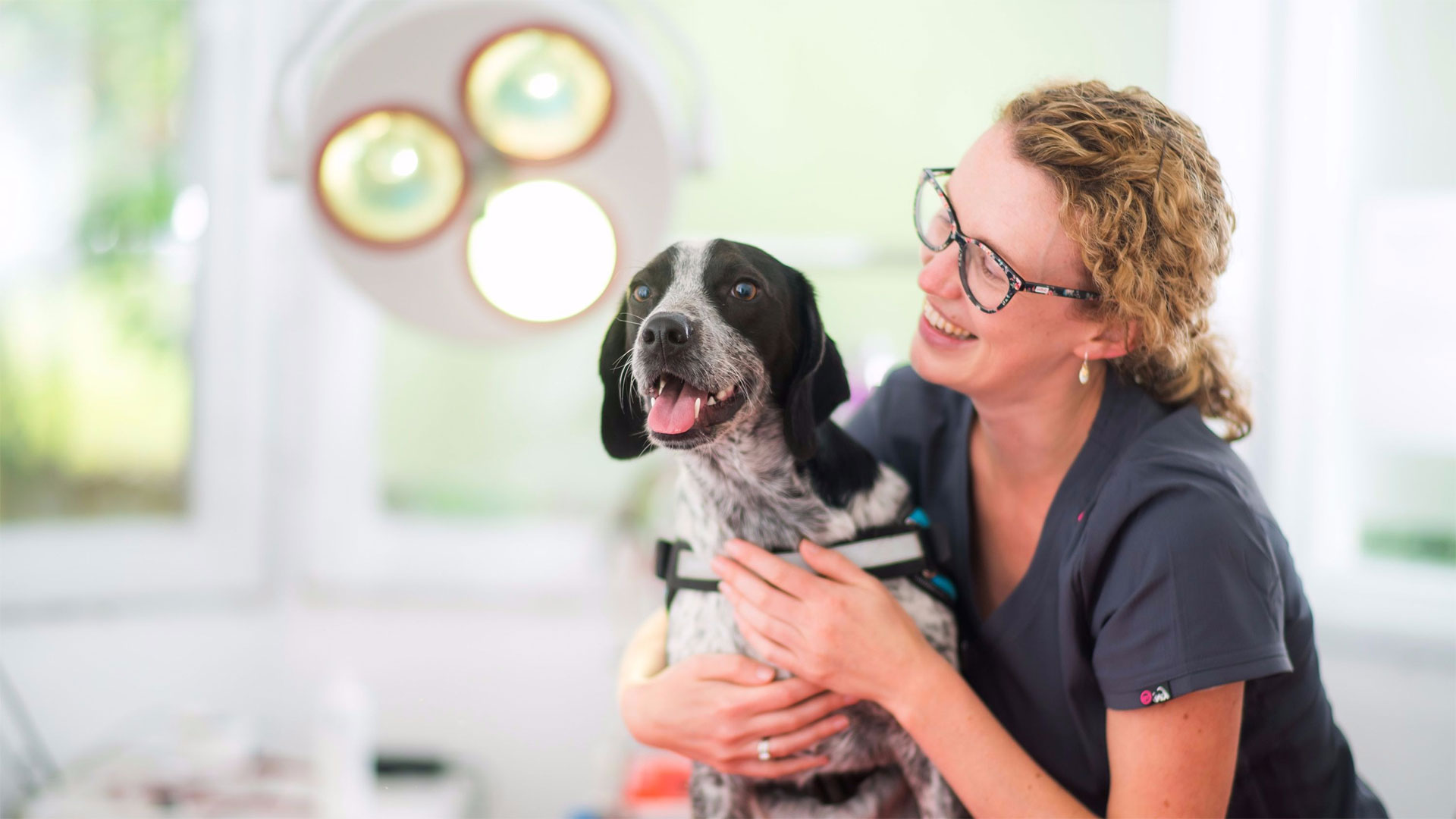 Vet Services in Brighton from your Local Vet Beech House Vet Brighton
