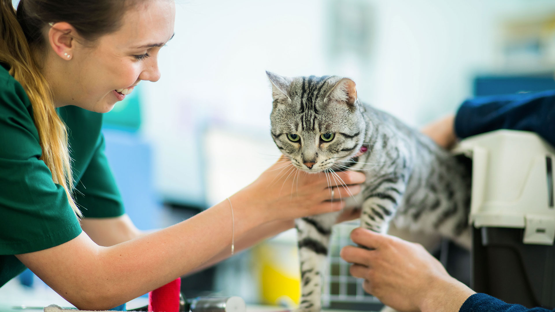 Pet Care Services In Southampton | Beech House Vet Centre - Beech House ...