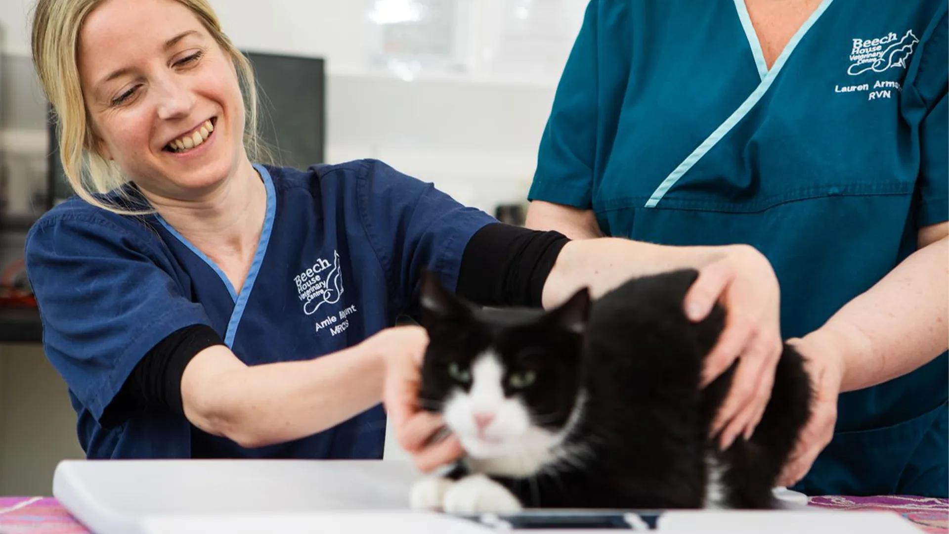 Beech House Vets Price List | Vet Prices In Southampton - Beech House ...