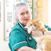 stella matthews veterinary nurse resources head rvn