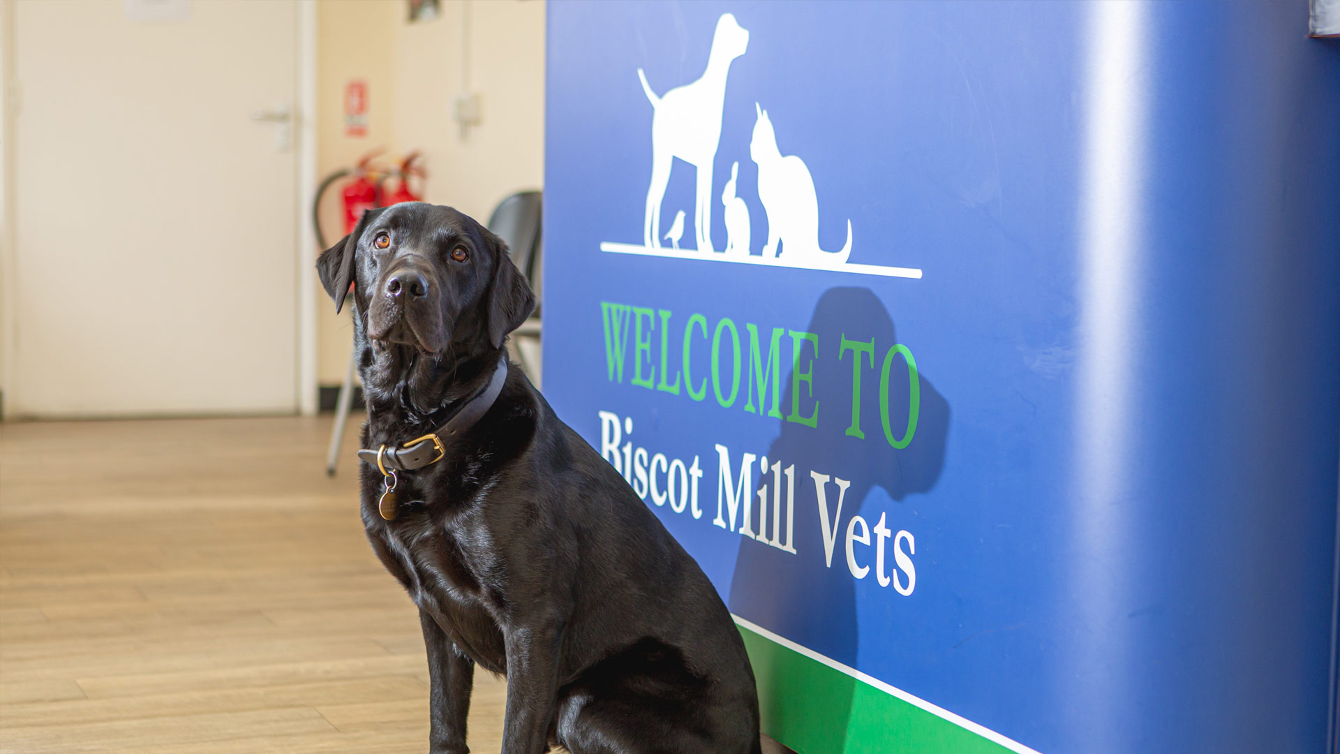 About us Local Vets in Luton Biscot Mill Vets