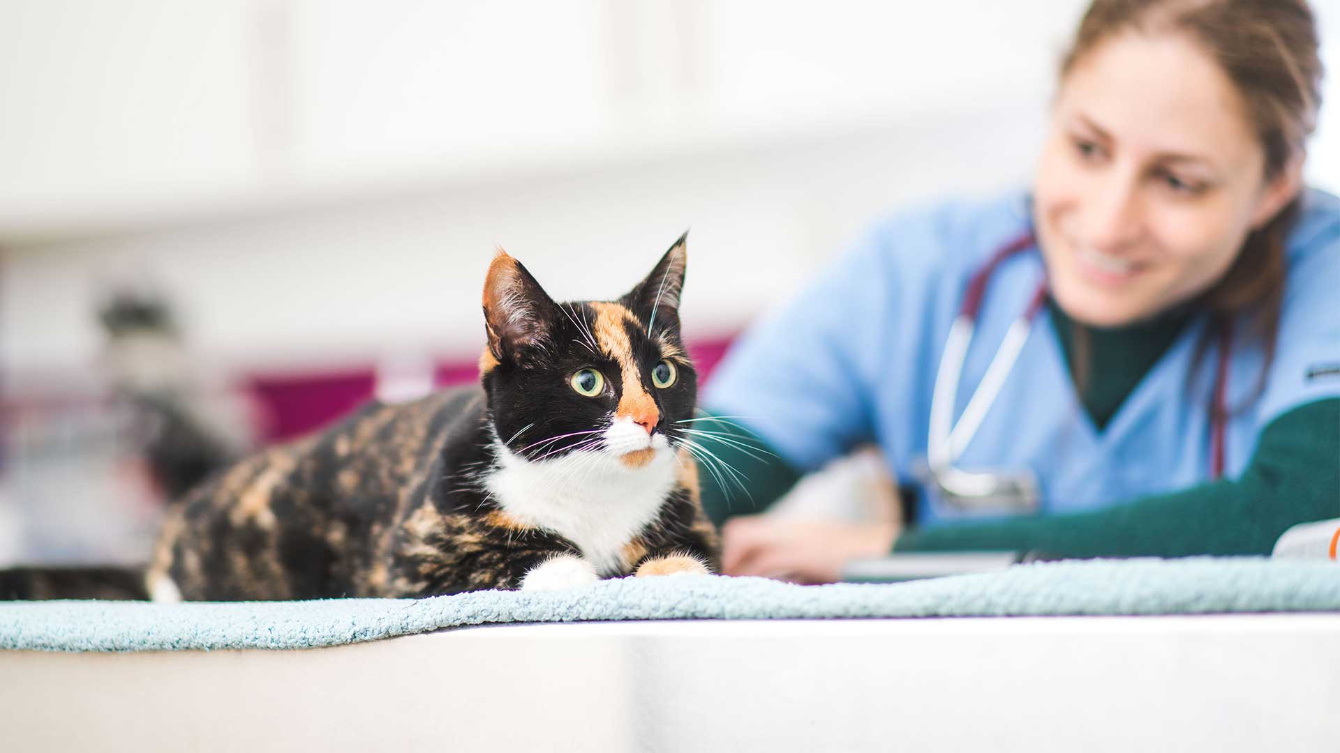 Parasite Prevention | Local Vets in Hatfield - Bishops Vet