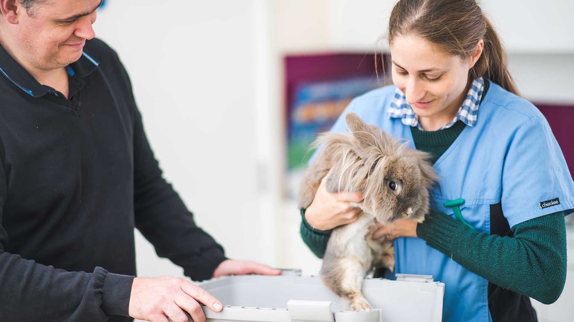 Rabbit Info | Local Vets in Hatfield - Bishops Vet