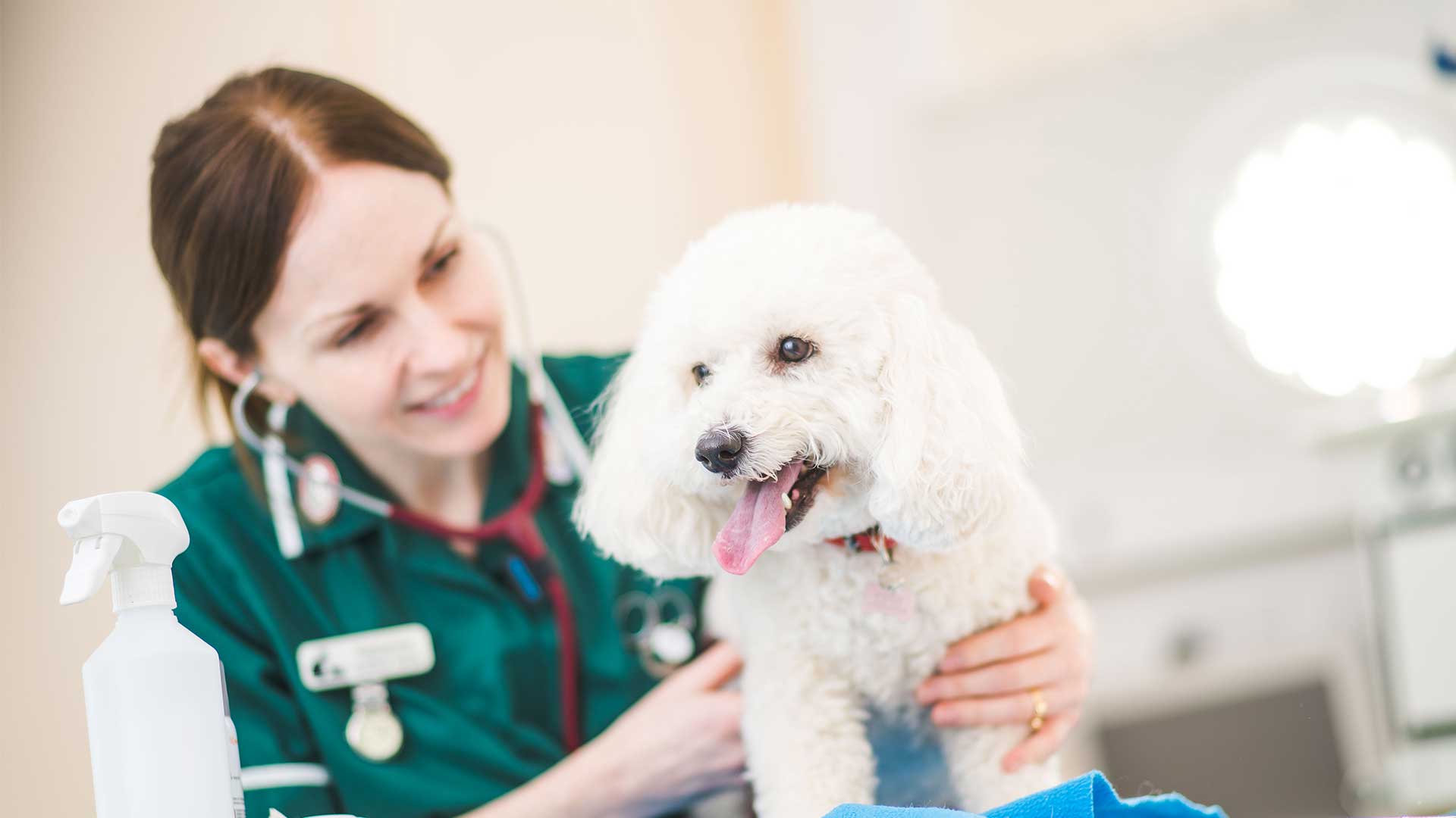 Book an Appointment | Local Vets in Hatfield - Bishops Vet