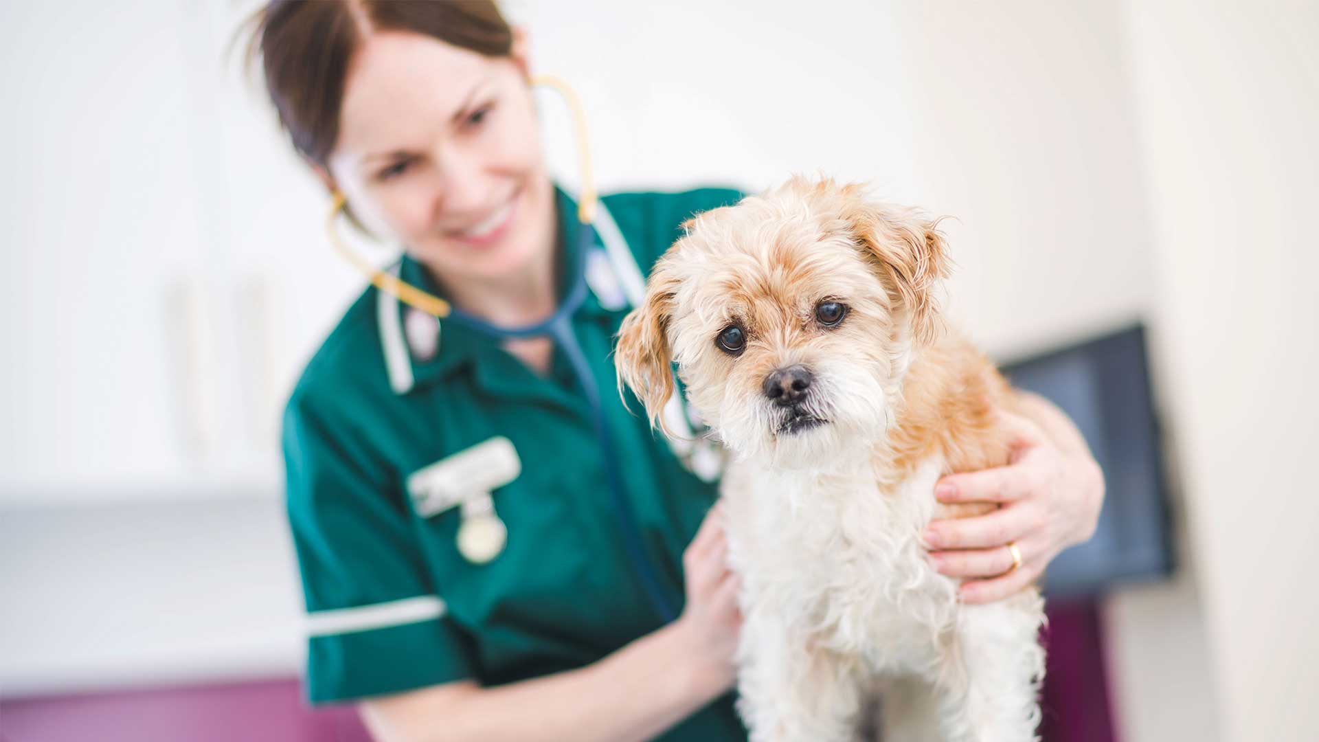 Dog Info | Vets in Hertfordshire - Bishops Vet