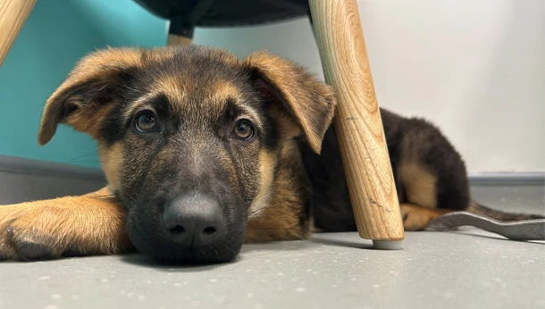 puppy under lying under chair