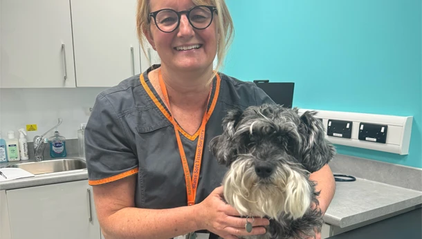 Schnoodle dog with vet