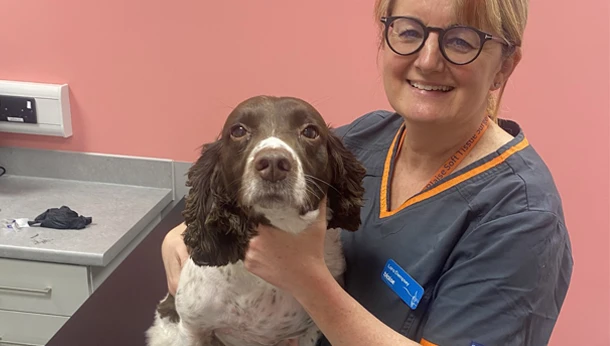 Vet-with-springer-spaniel-dog