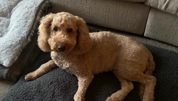 Cockapoo lying on dog bed