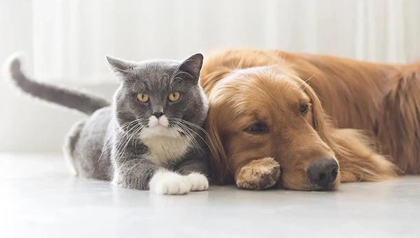 grey cat and labrador dog lying together