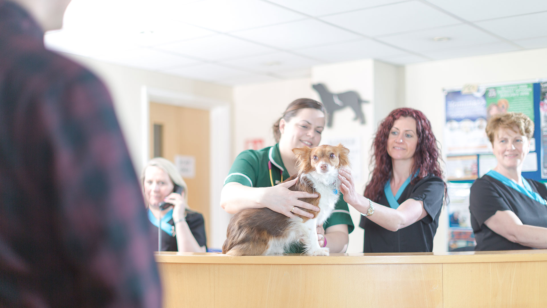 Blenheim Vets Price List Vet Prices in Ashbourne Blenheim Vets