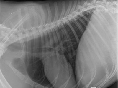 can a dog have an x ray without anaesthetic