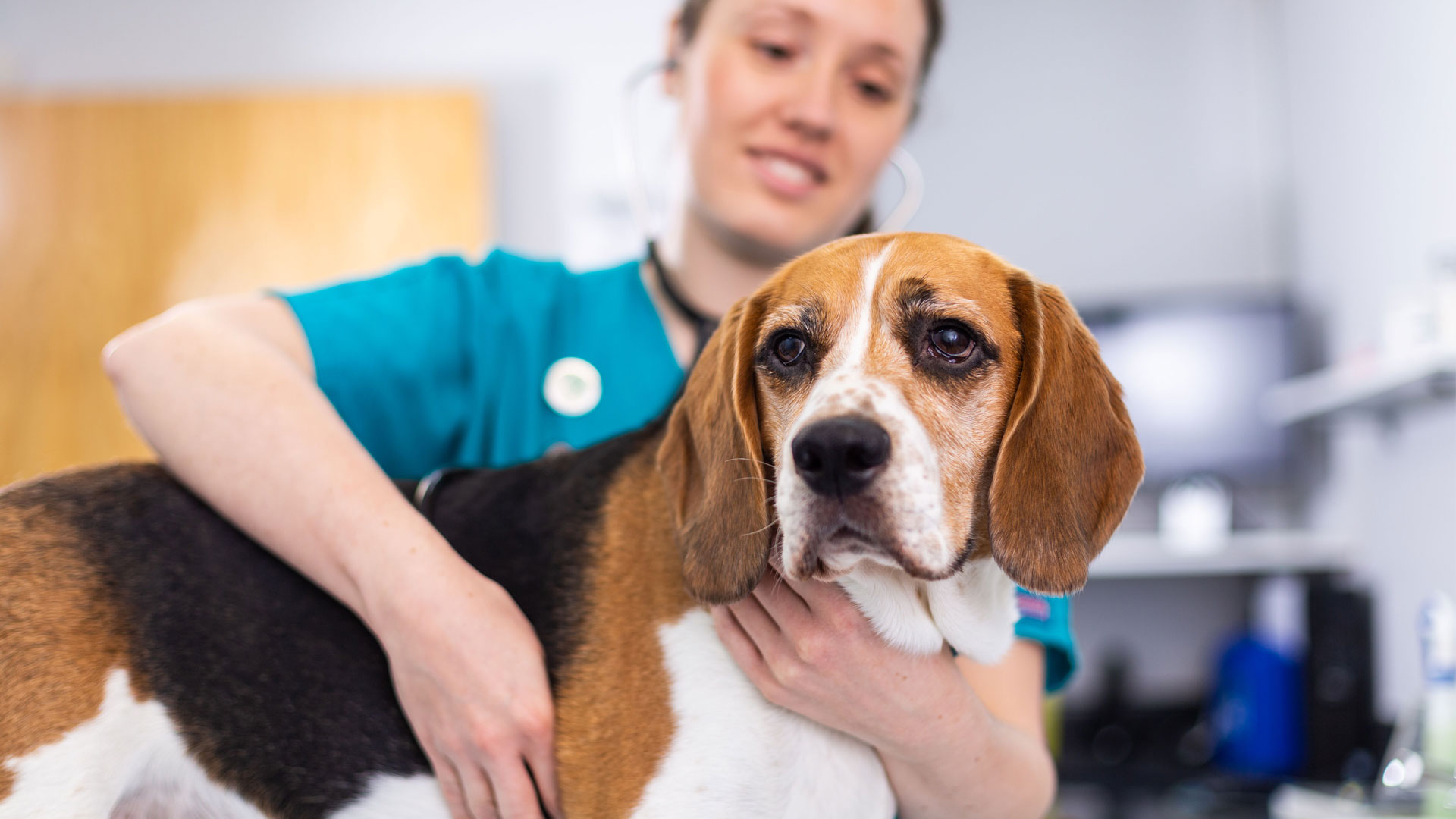 Register Your Pet With Bridge Vet Centre In Blackwood and Brynmawr ...