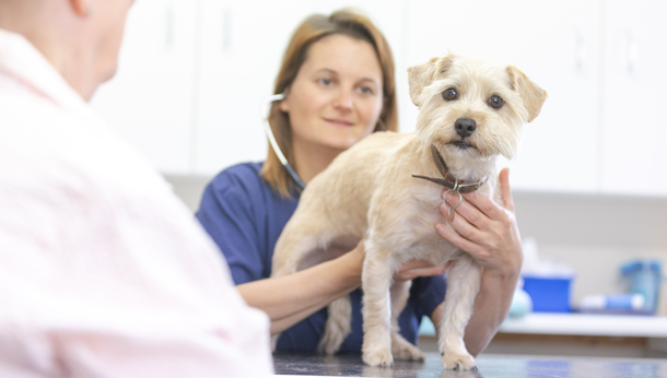 Adult Dog and Cat Health | Local Vets in Thurles and Cashel - Brittas Vets
