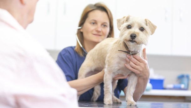 how much is a vet check up for a puppy